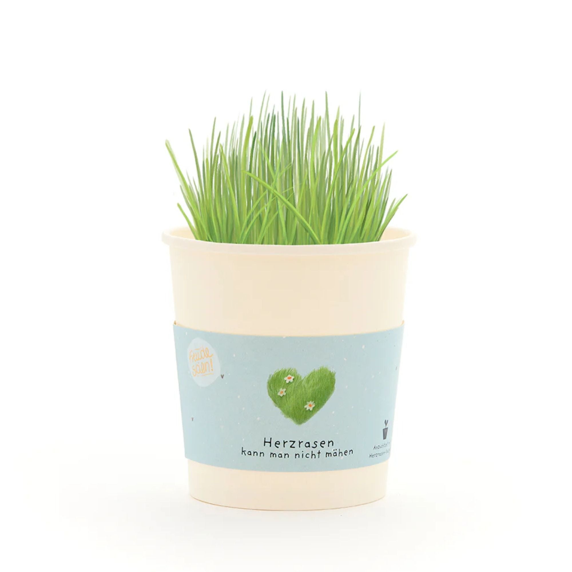 Komplimente - Anzuchtset Saatgut aus dem Becher