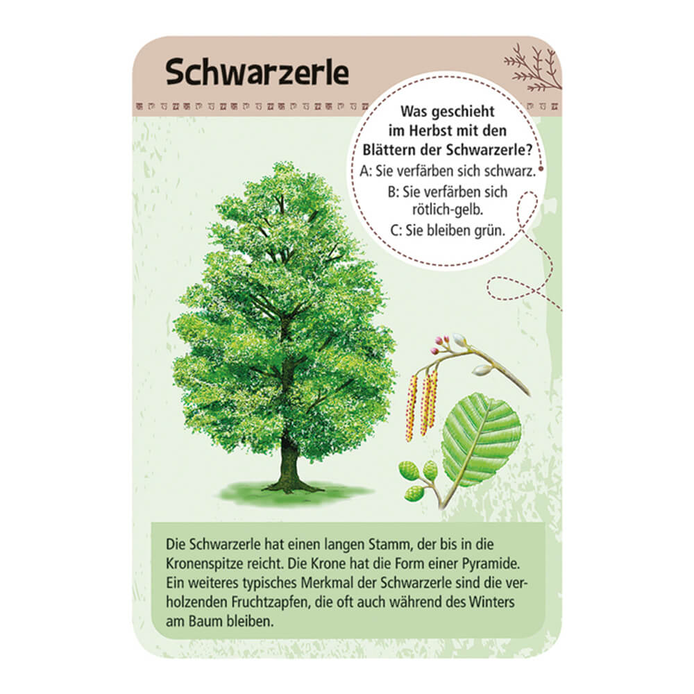 Expedition Natur - 50 heimische Bäume von Moses Verlag kaufen - Spielzeug, Geschenke, Babykleidung & mehr