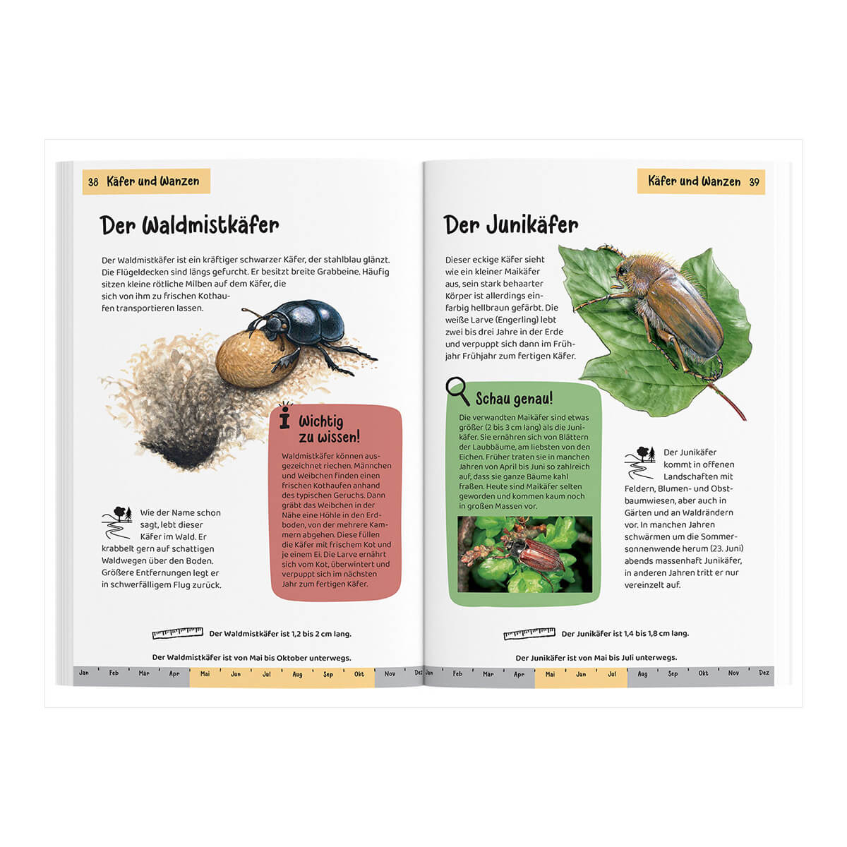 Kindernaturführer - Was krabbelt denn da? von Kosmos kaufen - Spielzeug, Geschenke, Babykleidung & mehr