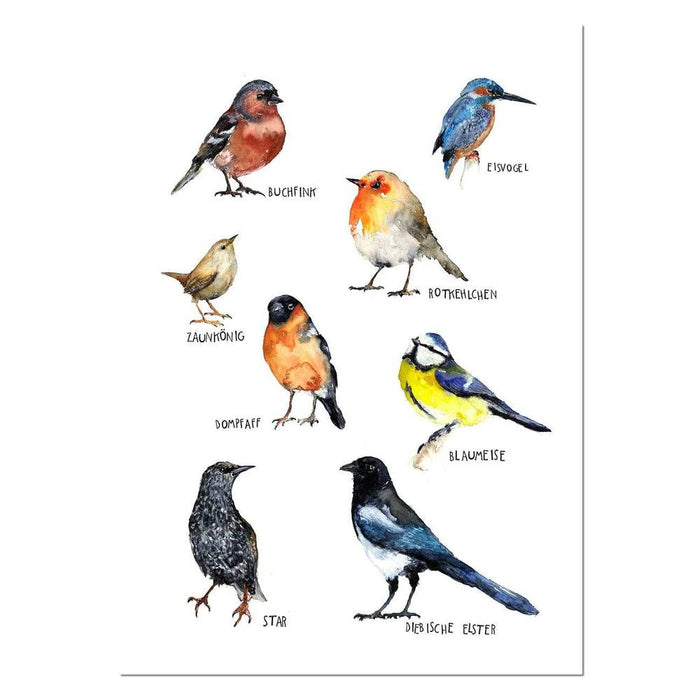 Poster Kunstdruck Vogel DIN A3 Heimische Vogelarten von Halfbird kaufen - Kinderzimmer, Geschenke, Babykleidung & mehr
