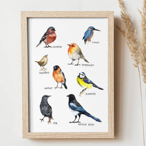 Poster Kunstdruck Vogel DIN A3 Heimische Vogelarten von Halfbird kaufen - Kinderzimmer, Geschenke, Babykleidung & mehr